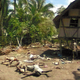 The aftermath of the recent tidal wave in Papua New Guinea.